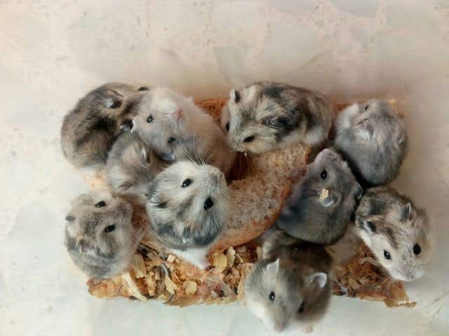 Milanuncios Vendo Crias De Hamster Ruso Oferta