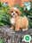 Milanuncios - SHIH POO