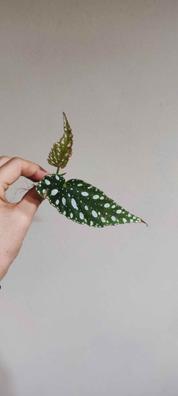 Begonia tamaya esquejes Plantas de segunda mano baratas | Milanuncios