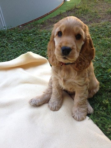 Milanuncios Cachorro Cocker Spaniel Perros En Adopcion Compra Venta De Accesorios Y Servicios Para Perros