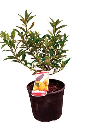 Kumquat Plantas de segunda mano baratas | Milanuncios