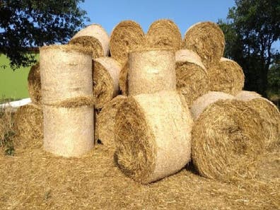 Rulos hierba seca | Milanuncios