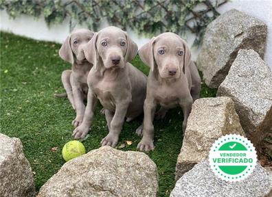 MILANUNCIOS | Braco weimar Perros en adopción, compra venta de ...