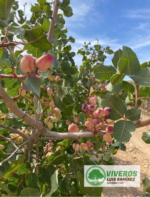 Pistachos injertados Plantas de segunda mano baratas | Milanuncios