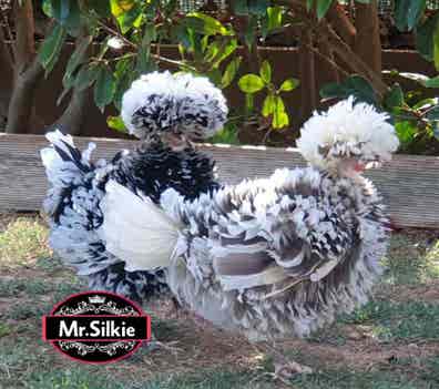 Raza gallina sebright en venta | Milanuncios