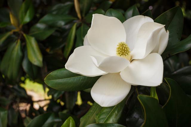 Milanuncios - Magnolia grandiflora