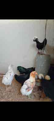 Milanuncios - gallinas y pollitos huevos de azules
