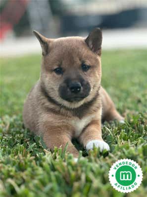 Shiba inu en venta en Canarias | Milanuncios