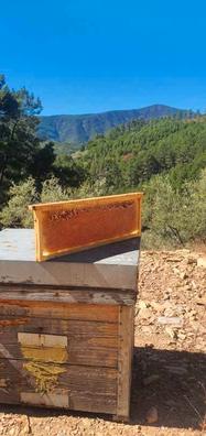 Miel Pura de Abejas Eucalipto - Productos Naturales de Las Hurdes.