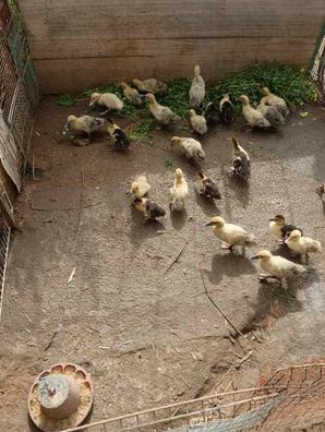 Patos al rescate de Bizak de segunda mano por 9 EUR en Córdoba en WALLAPOP