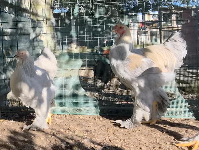 Milanuncios - gallo y gallina brahma isabella