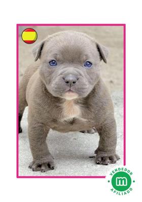 Classic American Bully puppies born 10/2/2023 ready for their new home -  general community - craigslist