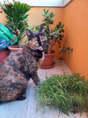 MILANUNCIOS | Regalo gatitos Mascotas en adopción y accesorios de mascota segunda mano baratos en Tarragona