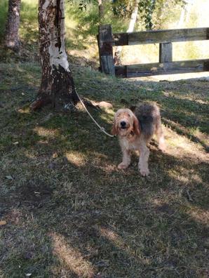 Asesorar Año tornillo MILANUNCIOS | Perros cazando jabali Artículos de caza de segunda mano  baratos en Cantabria