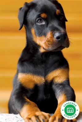 cuanto vale un cachorro doberman pura raza