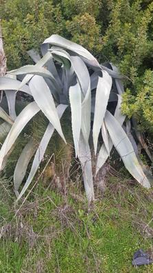 Ave del paraiso gigante Plantas de segunda mano baratas | Milanuncios