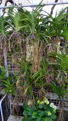 Orquideas Plantas de segunda mano baratas | Milanuncios