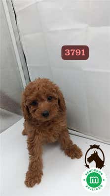 Ratón de praga en venta en Sant Adria de Besos/San Adrian | Milanuncios