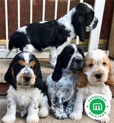 Milanuncios - cocker ruano