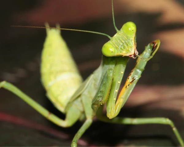 Milanuncios - SE VENDEN DIFERENTES TIPOS DE MANTIS