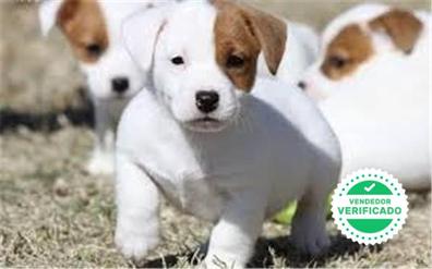 MILANUNCIOS | en adopción, compra venta accesorios y servicios para perros en Navarra
