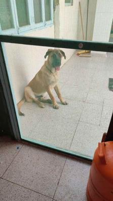 MILANUNCIOS | Regalo perro Mascotas en adopción accesorios de mascota de segunda baratos en Murcia