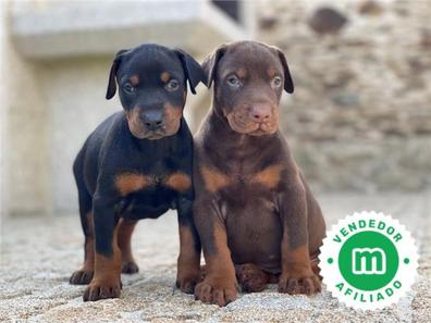 cuanto vale un cachorro doberman pura raza