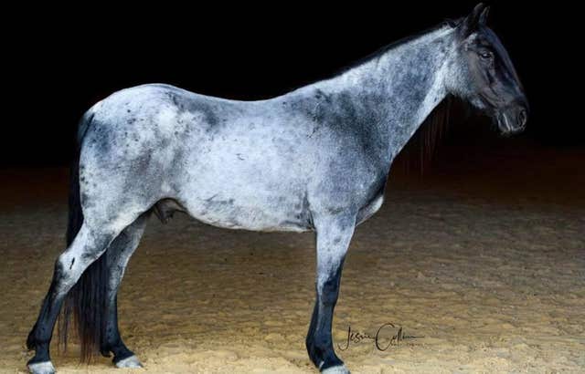milanuncios-compro-caballo-o-yegua-ruano