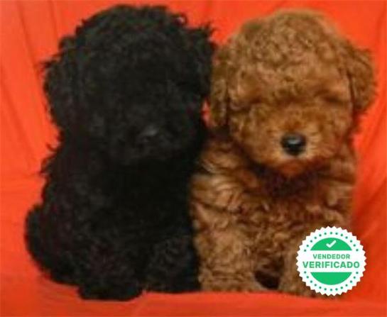 Milanuncios Caniche Toy Blanco Caniches En Adopcion Compra Venta Y Regalo De Cachorros Y Perros