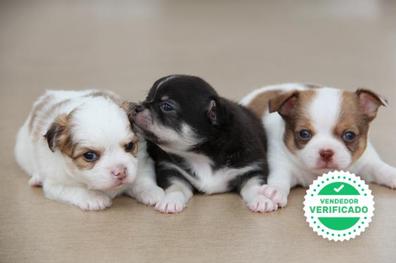 Chihuahua Perros en adopción, compra venta de accesorios y para perros