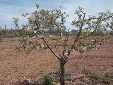 Arboles frutales Plantas de segunda mano baratas en Castilla La Mancha |  Milanuncios