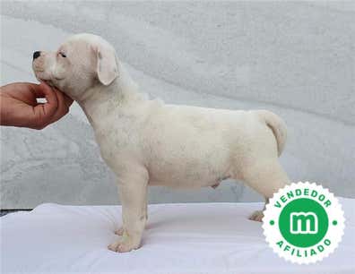 staffy-perros-en-adopci-n-compra-venta-de-accesorios-y-servicios-para