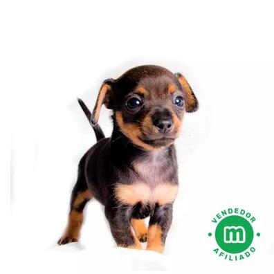 Perros en adopción, compra venta de accesorios y servicios perros en Alicante Provincia | Milanuncios