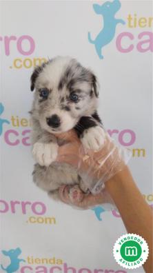 mezcla de laboratorio husky border collie