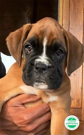 Milanuncios Cachorros Boxer Boxer En Adopcion Compra Venta Y Regalo De Cachorros Y Perros