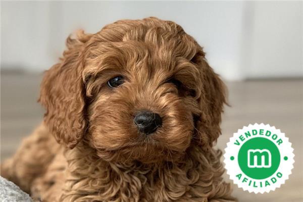 son cachorros cavapoo faciles de entrenar