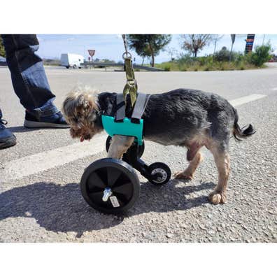 Silla ruedas Accesorios y productos ruedas perro. Venta de accesorios y productos de mano silla ruedas perro. Accesorios y productos de ocasión a los mejores precios. | Milanuncios