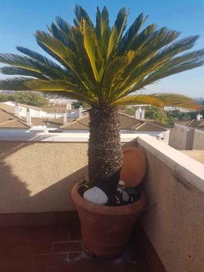 Palmera artificial grande de segunda mano por 14 EUR en Sevilla en WALLAPOP