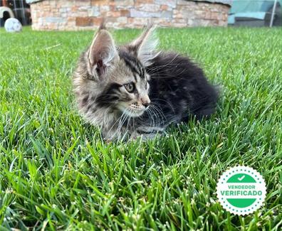 Milanuncios Maine Coon Gatos Y Gatitos En Adopcion Y Compra Venta De Accesorios Y Servicios