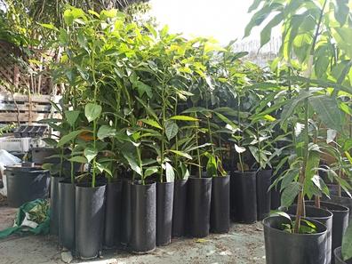 Guanabana Plantas de segunda mano baratas | Milanuncios