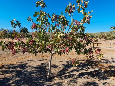 Arbol pistacho. Anuncios para comprar y vender de segunda mano | Milanuncios