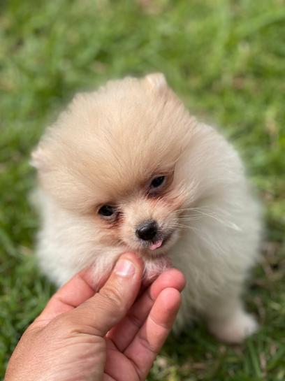 Milanuncios Toy Blanco Pomerania Toy Blanco Venta De Pomerania De Segunda Mano Toy Blanco Pomerania De Ocasion A Los Mejores Precios