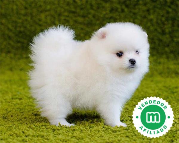 lindo cachorro pomerania blanco