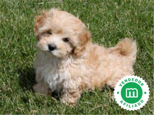 Milanuncios - POMAPOO