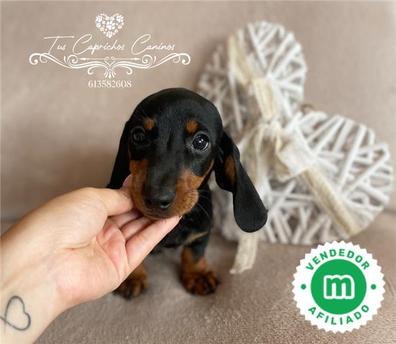 Milanuncios - PERROS SALCHICHA MINI & STANDART