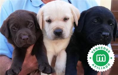 Regalo cachorros Perros en adopción, compra venta de y servicios para perros Barcelona | Milanuncios