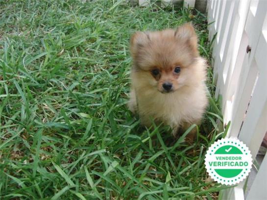 Milanuncios Toy Blanco Pomerania En Adopcion Compra Venta Y Regalo De Cachorros Y Perros