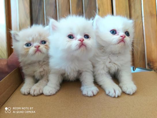 GATITOS PERSAS PUROS