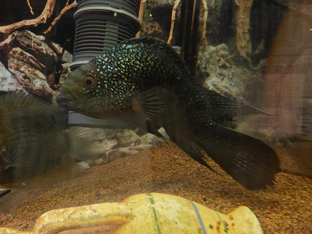 Milanuncios - Cichlid Jack Dempsey