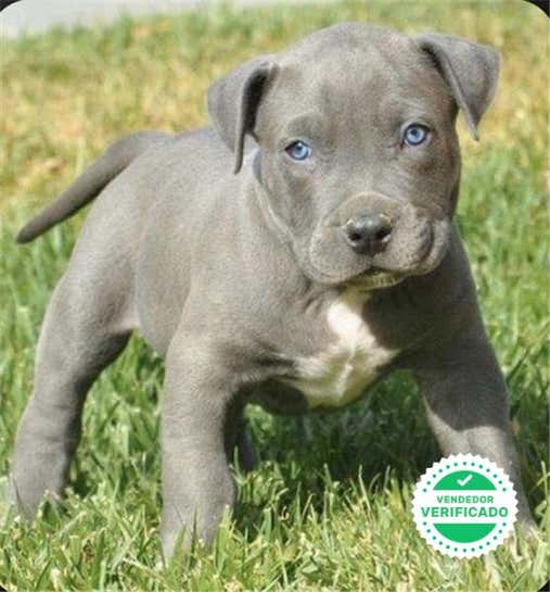 Milanuncios Pitbull Pura Raza Perros En Adopcion Compra Venta De Accesorios Y Servicios Para Perros